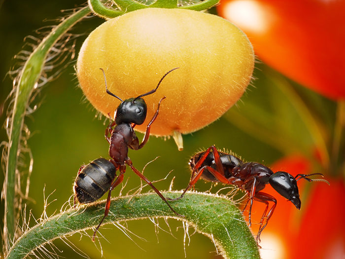 Ants eating tomatoes
