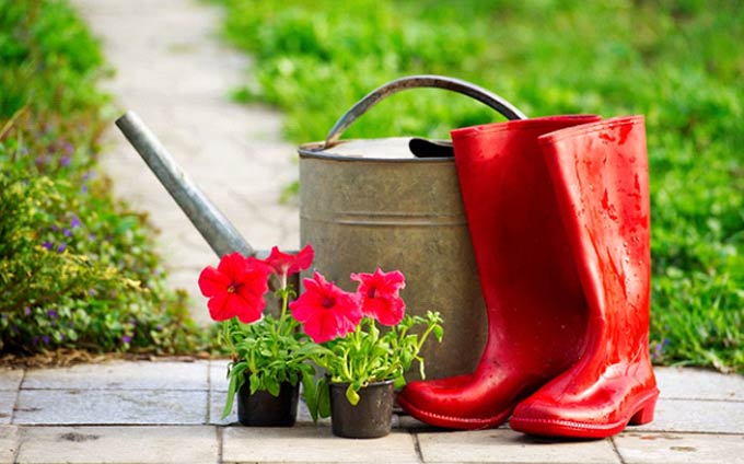 Astuces pour pelouse verte et plates-bandes fleuries - 1