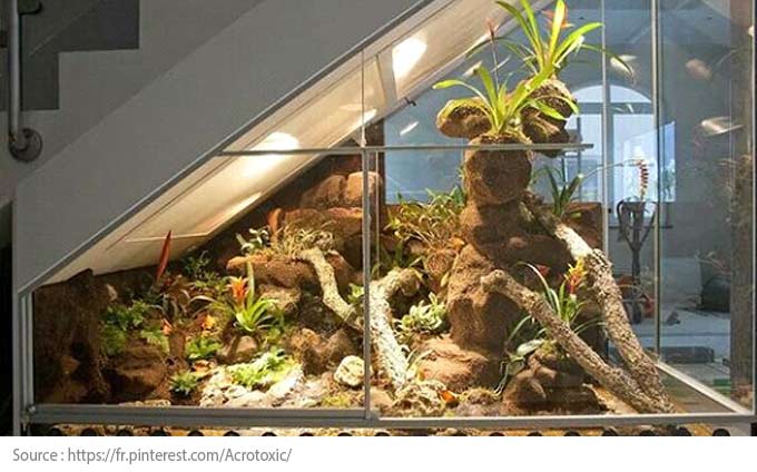 Sous l’escalier : un terrarium