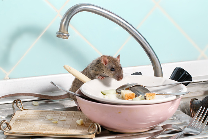 Comment se débarrasser des souris ?