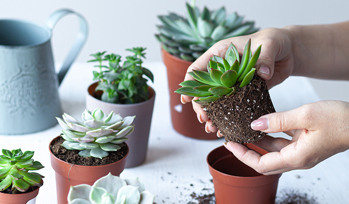 How to grow and care for succulents - Centris.ca