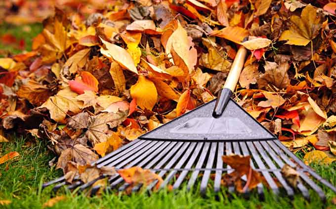 Rateau avec feuilles d'automne