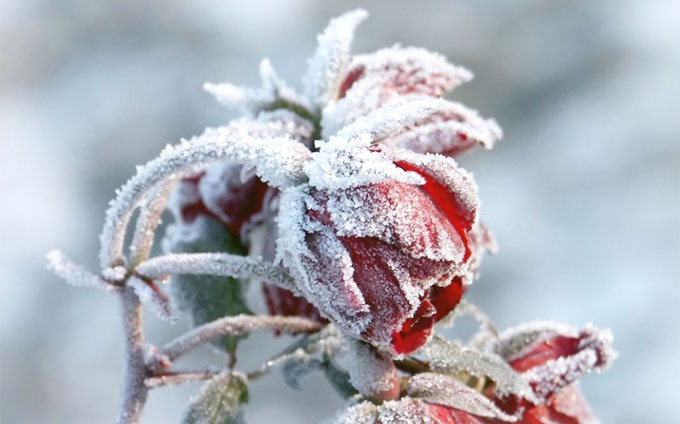 Fleur couverte de givre