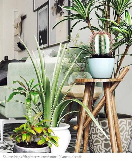 Tendances déco : 10 objets indispensables! - La plante