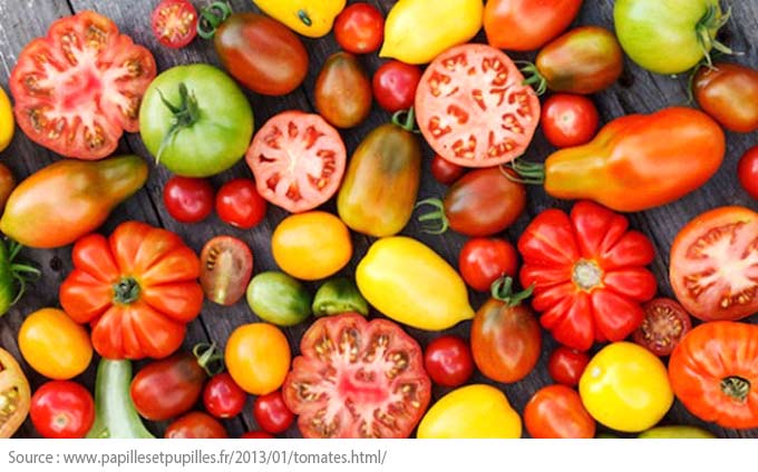Un potager pour jardiniers en herbe - Les tomates