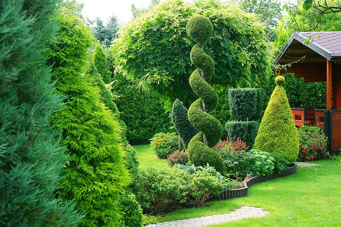 Landscaping trees cheap